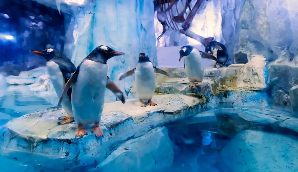 Orari di visita e il momento migliore per visitare l'acquario