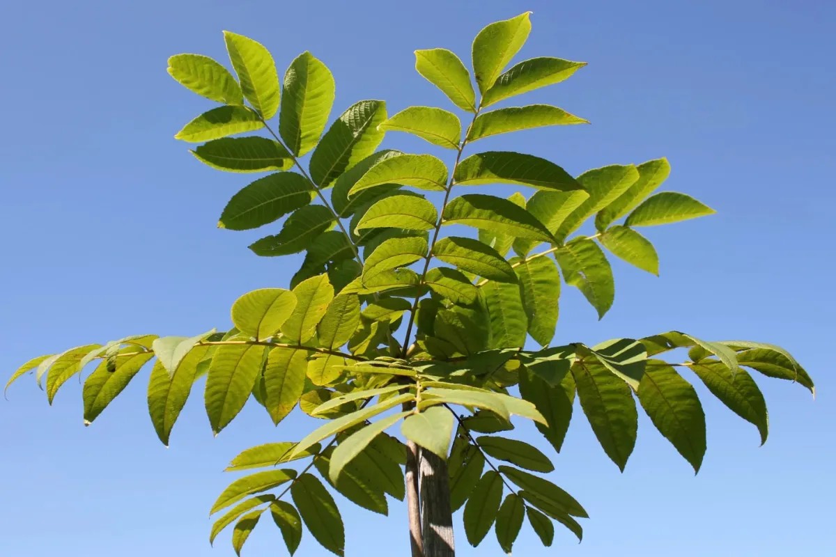 Discovery by Japanese Scientists: Walnut Tree Leaves Contain Natural Herbicide
